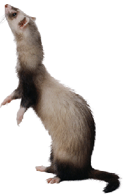 ferret1.gif